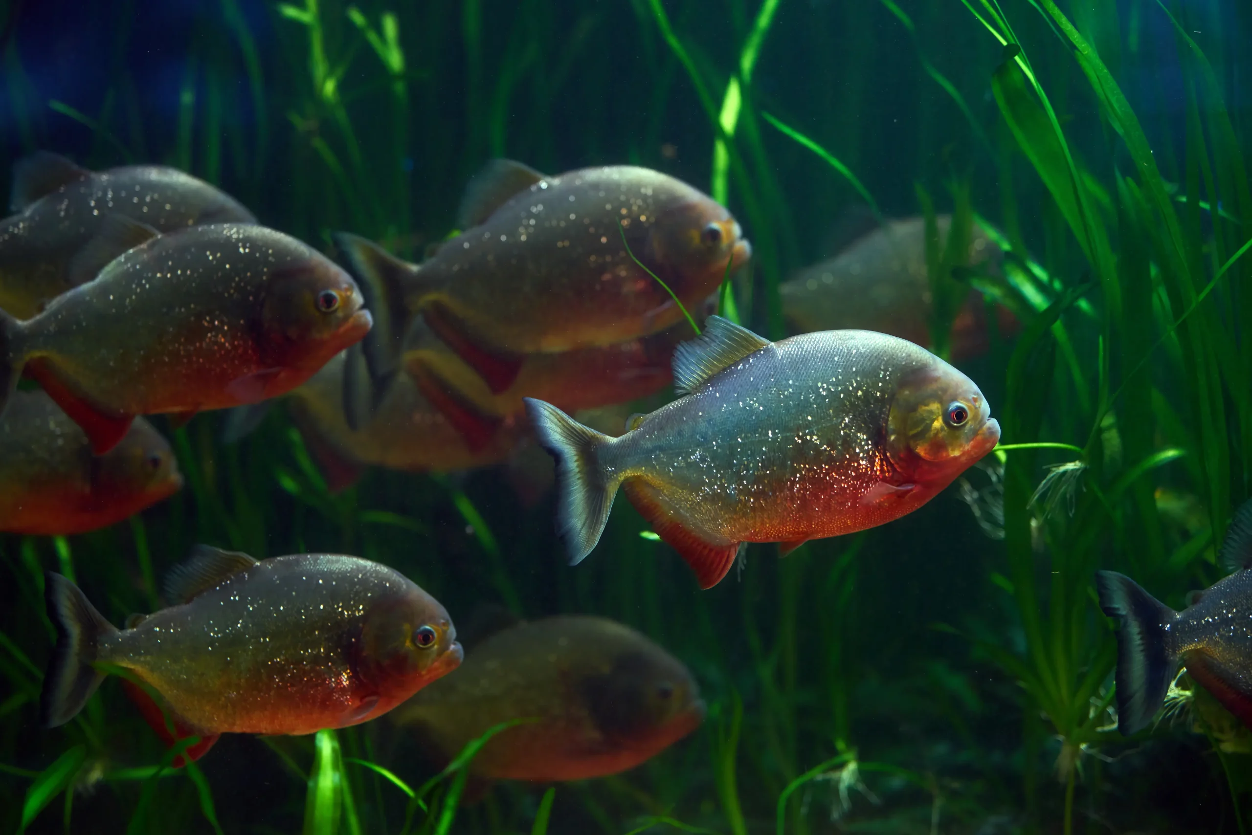 Il Lago Pañacocha e i piranha