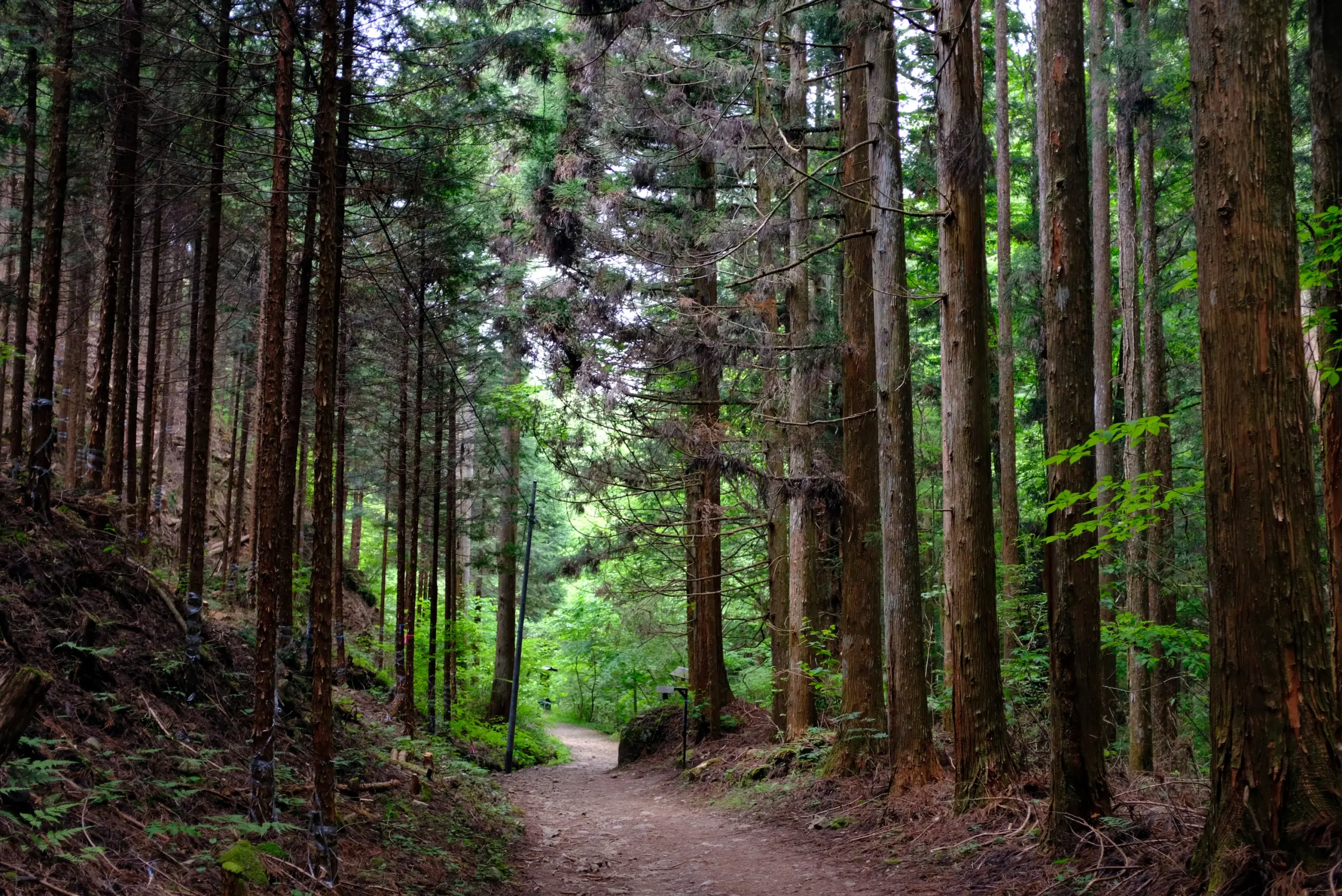 shutterstock_1471628330