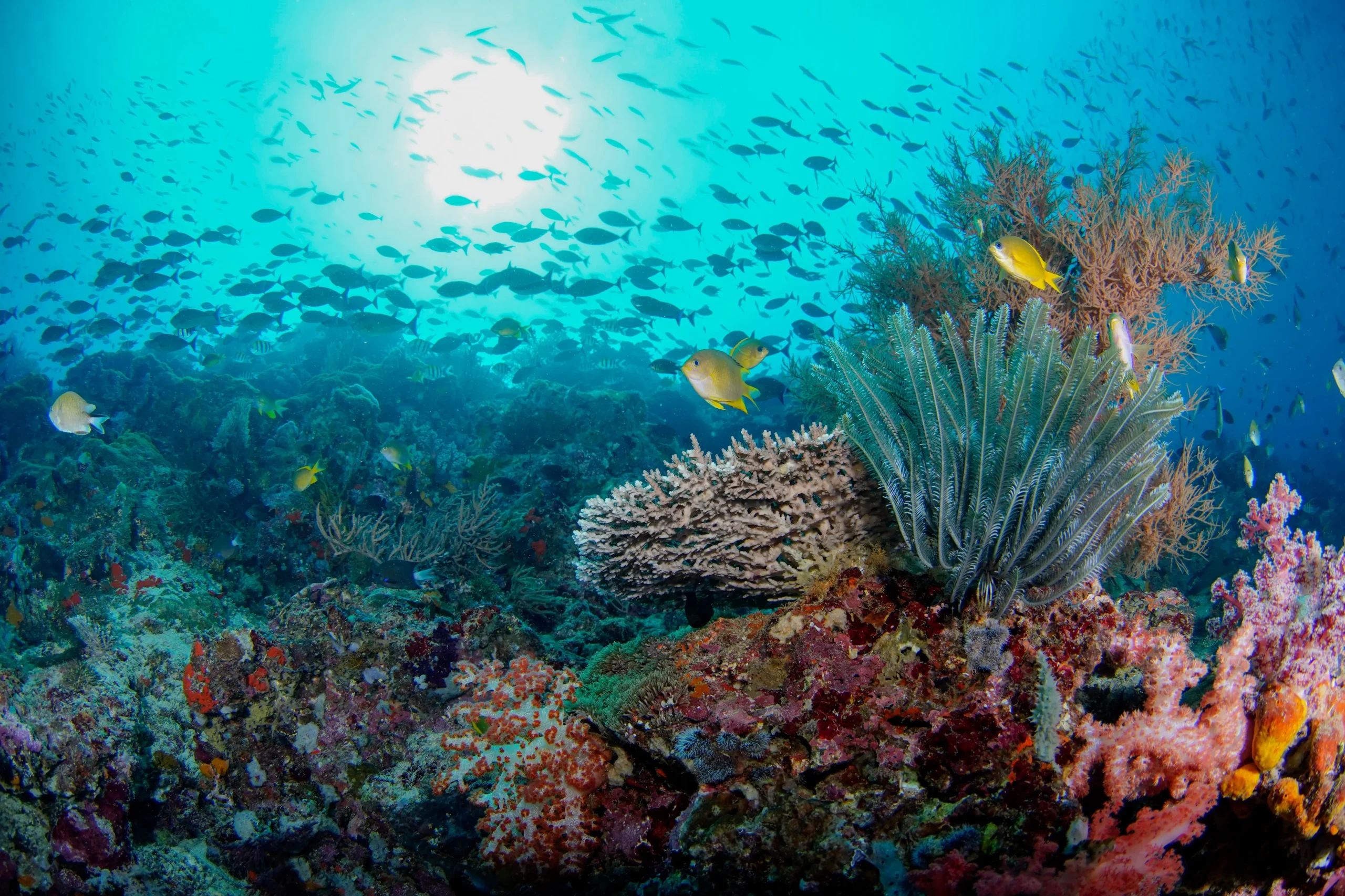 Snorkeling a Menjangan